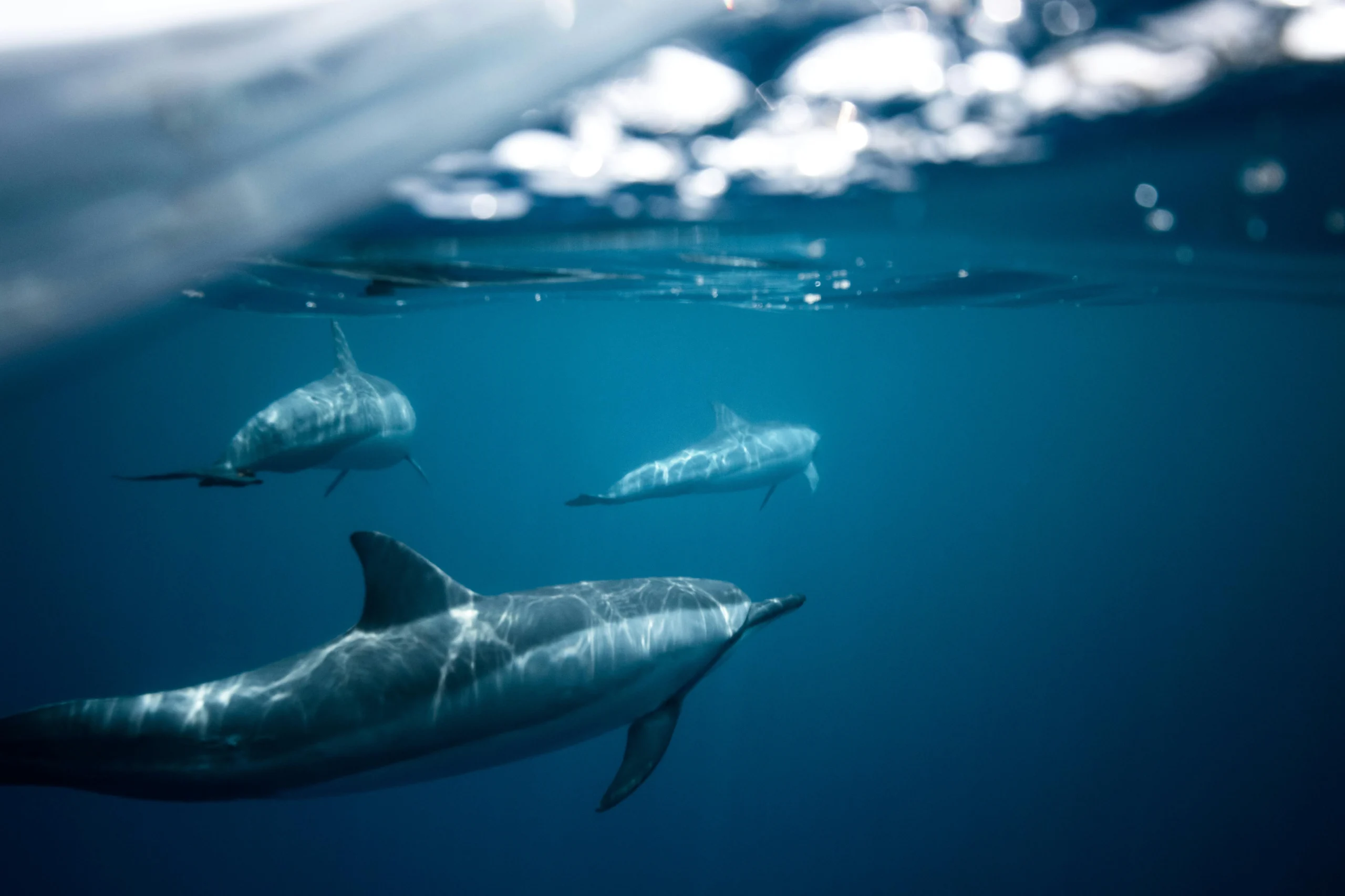 Dolphins swimming alongside boat